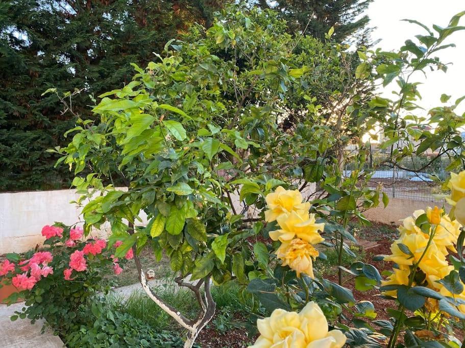 קסאמיל Guesthouse Xhimi מראה חיצוני תמונה